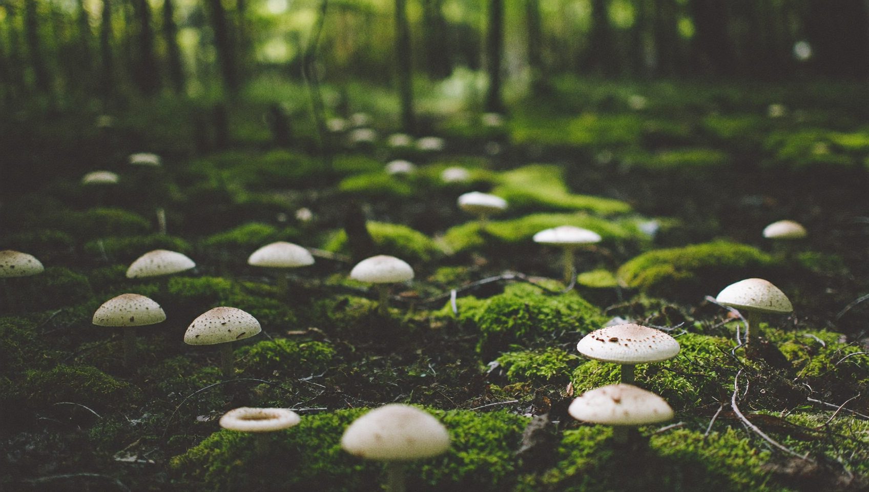 Fungi Folk